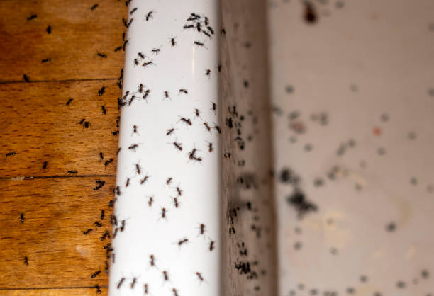 Pest Control for Restaurants in Narrows, VA